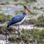 Lesser Adjutant (Leptoptilos javanicus) @ Bandhavgarh National Park, India. Photo: Håvard Rosenlund