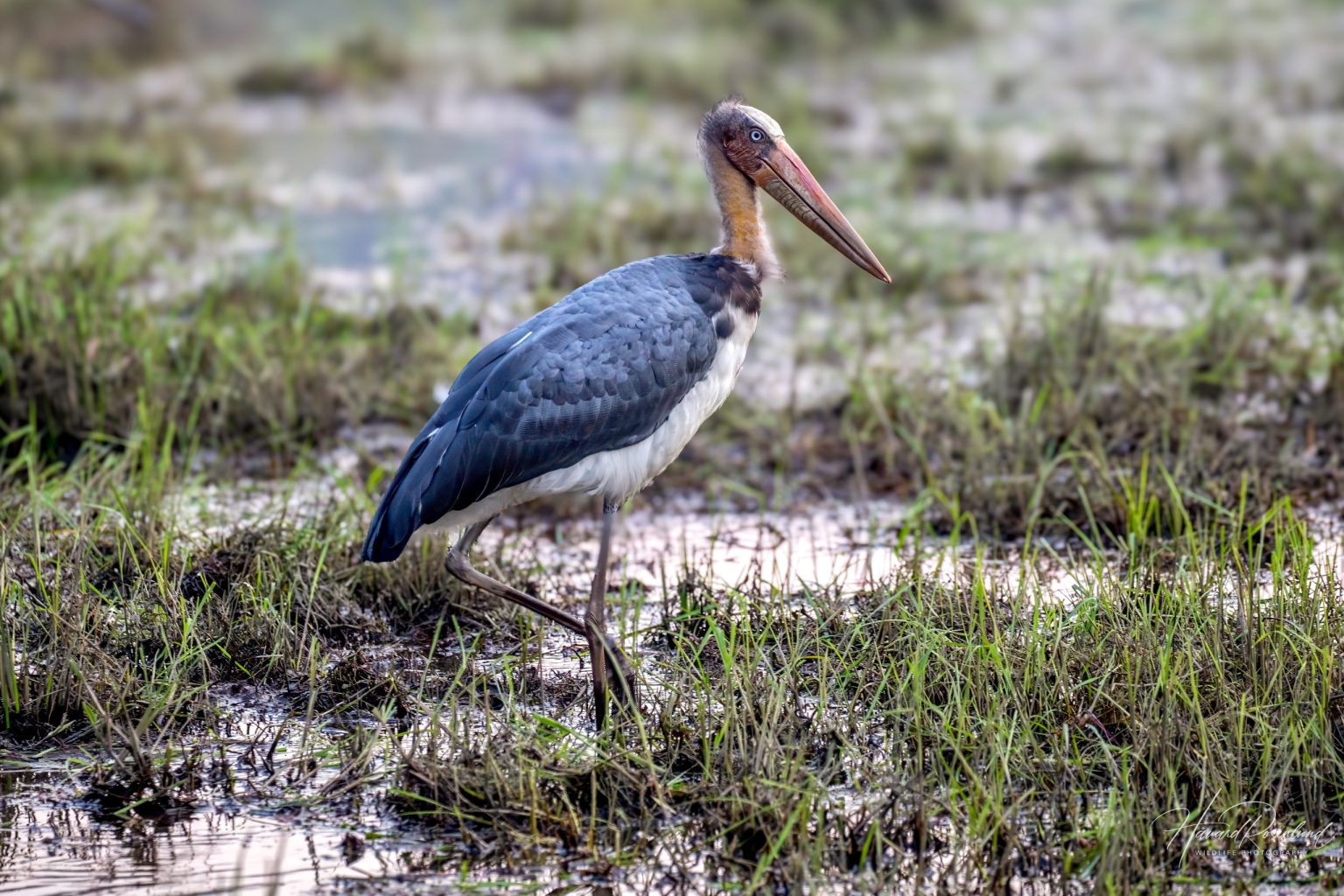 Lesser Adjutant (Leptoptilos javanicus) @ Bandhavgarh National Park, India. Photo: Håvard Rosenlund
