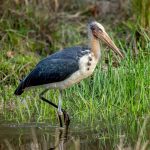 Lesser Adjutant (Leptoptilos javanicus) @ Bandhavgarh National Park, India. Photo: Håvard Rosenlund