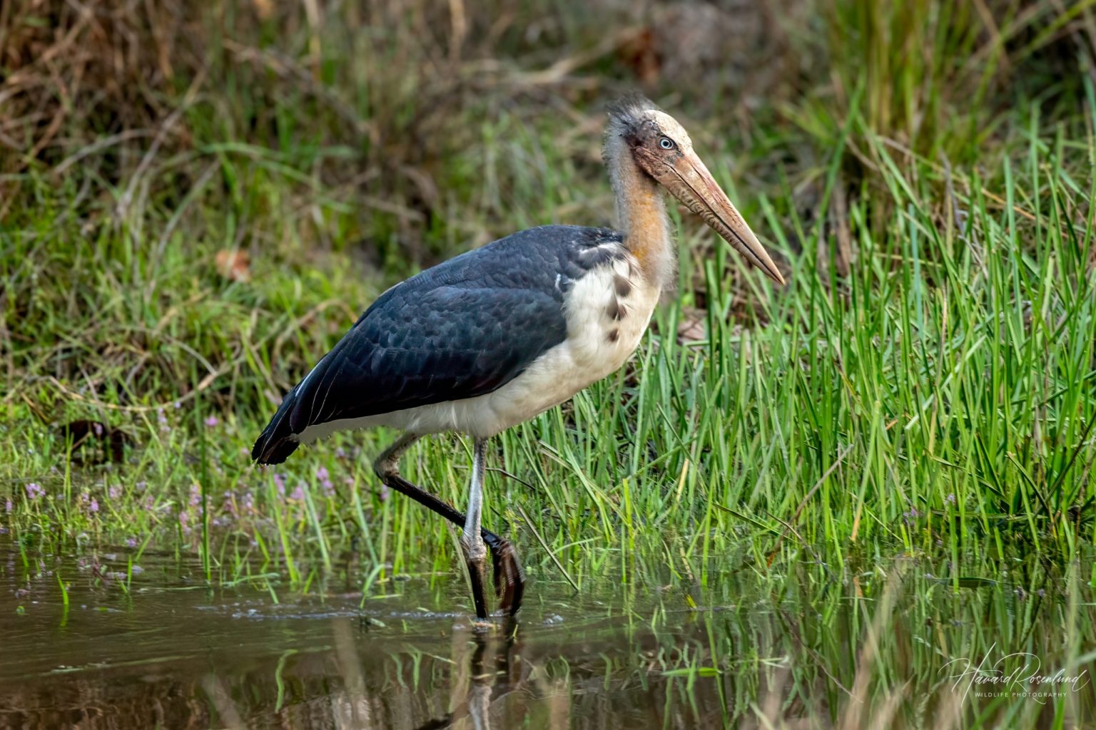 Lesser Adjutant (Leptoptilos javanicus) @ Bandhavgarh National Park, India. Photo: Håvard Rosenlund