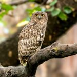 Brown Fish-Owl (Ketupa zeylonensis) @ Bandhavgarh National Park, India. Photo: Håvard Rosenlund