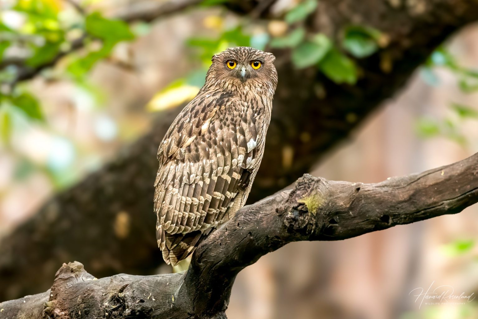 Brown Fish-Owl (Ketupa zeylonensis) @ Bandhavgarh National Park, India. Photo: Håvard Rosenlund