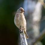 Common Linnet (Linaria cannabina) @ Lista, Norway. Photo: Håvard Rosenlund