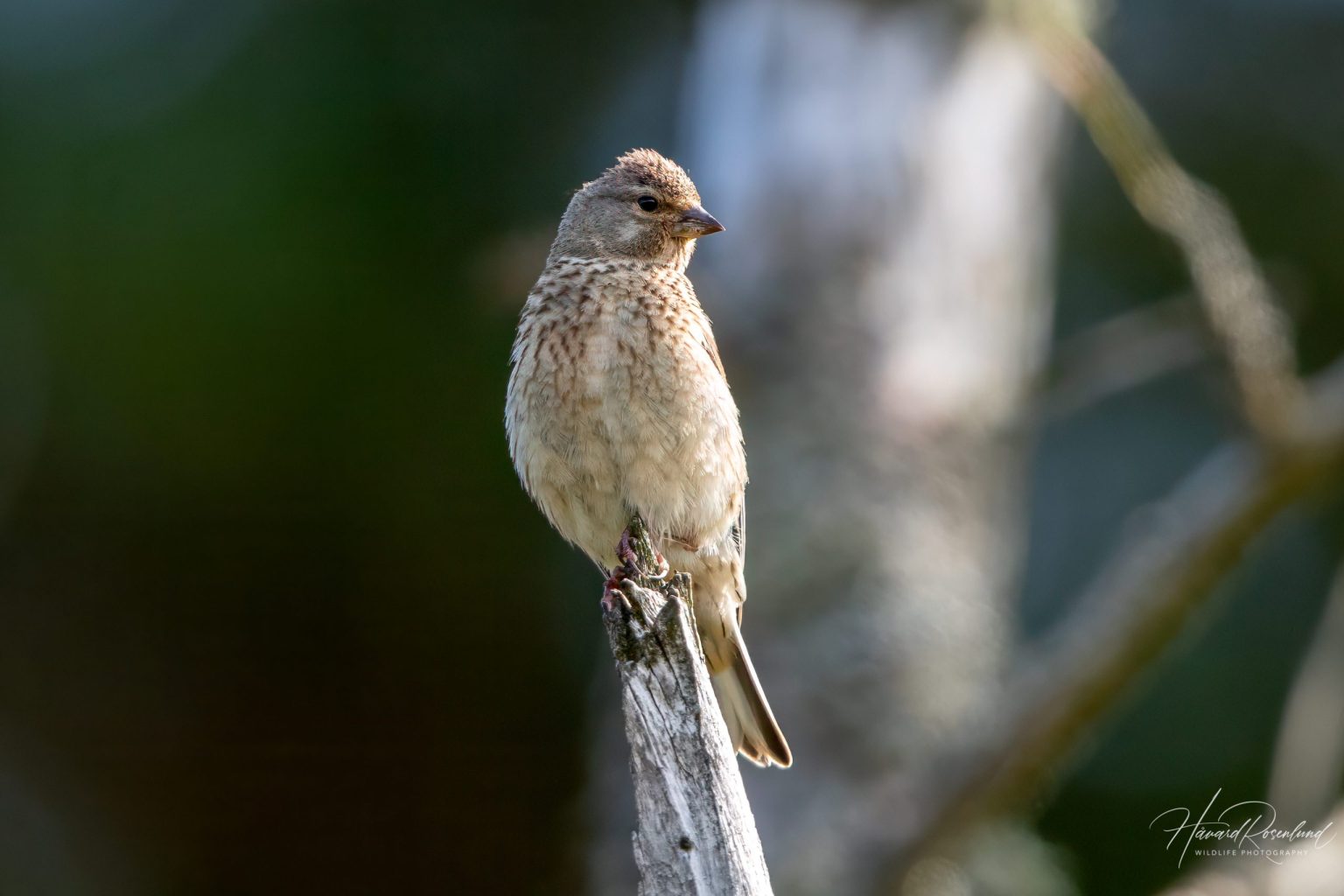 Common Linnet (Linaria cannabina) @ Lista, Norway. Photo: Håvard Rosenlund