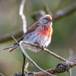 Common Linnet (Linaria cannabina) @ Lista, Norway. Photo: Håvard Rosenlund