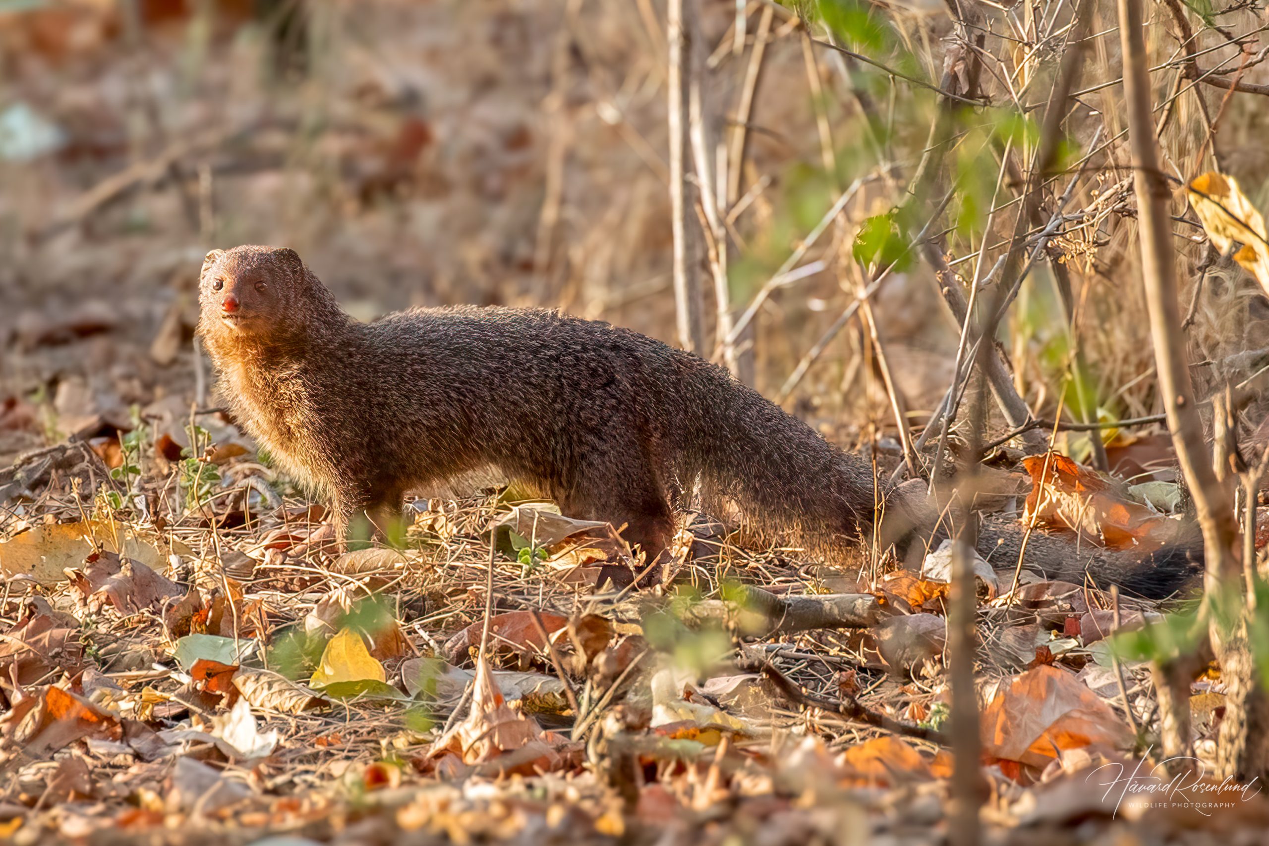 Rødmungo (Urva smithii) @ Bandhavgarh National Park, India. Foto: Håvard Rosenlund