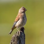 Common Linnet (Linaria cannabina) @ Lista, Norway. Photo: Håvard Rosenlund