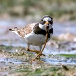 Common Ringed Plover (Charadrius hiaticula) @ Fornebu, Norway. Photo: Håvard Rosenlund