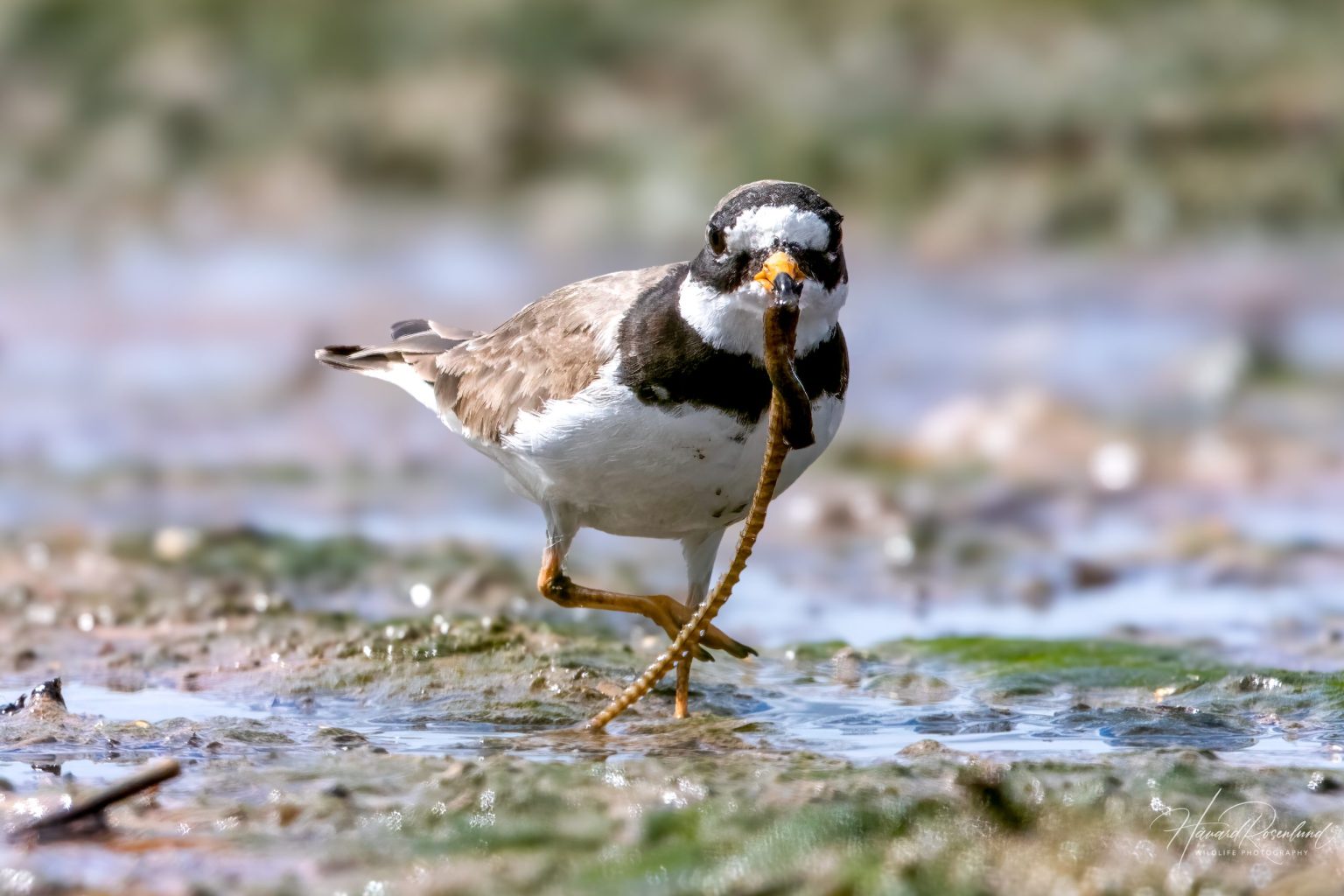 Common Ringed Plover (Charadrius hiaticula) @ Fornebu, Norway. Photo: Håvard Rosenlund