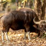 Gaur (Bos gaurus) @ Bandhavgarh National Park, India. Photo: Håvard Rosenlund