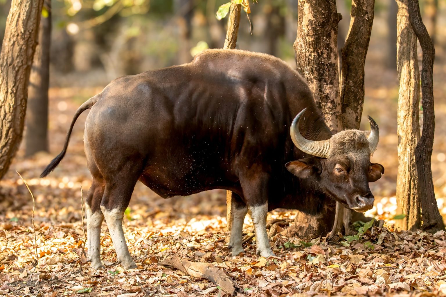 Gaur (Bos gaurus) @ Bandhavgarh National Park, India. Photo: Håvard Rosenlund