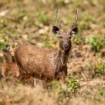 Sambar (Rusa unicolor) @ Kanha National Park, India. Photo: Håvard Rosenlund