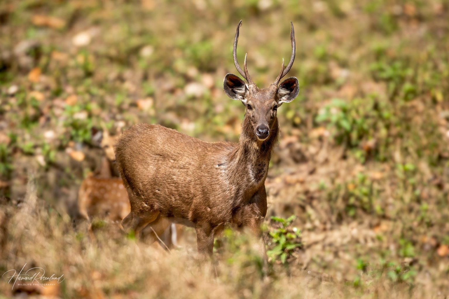 Sambar (Rusa unicolor) @ Kanha National Park, India. Photo: Håvard Rosenlund