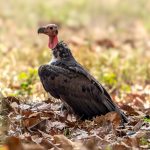 Red-headed Vulture (Sarcogyps calvus) @ Kanha National Park, India. Photo: Håvard Rosenlund