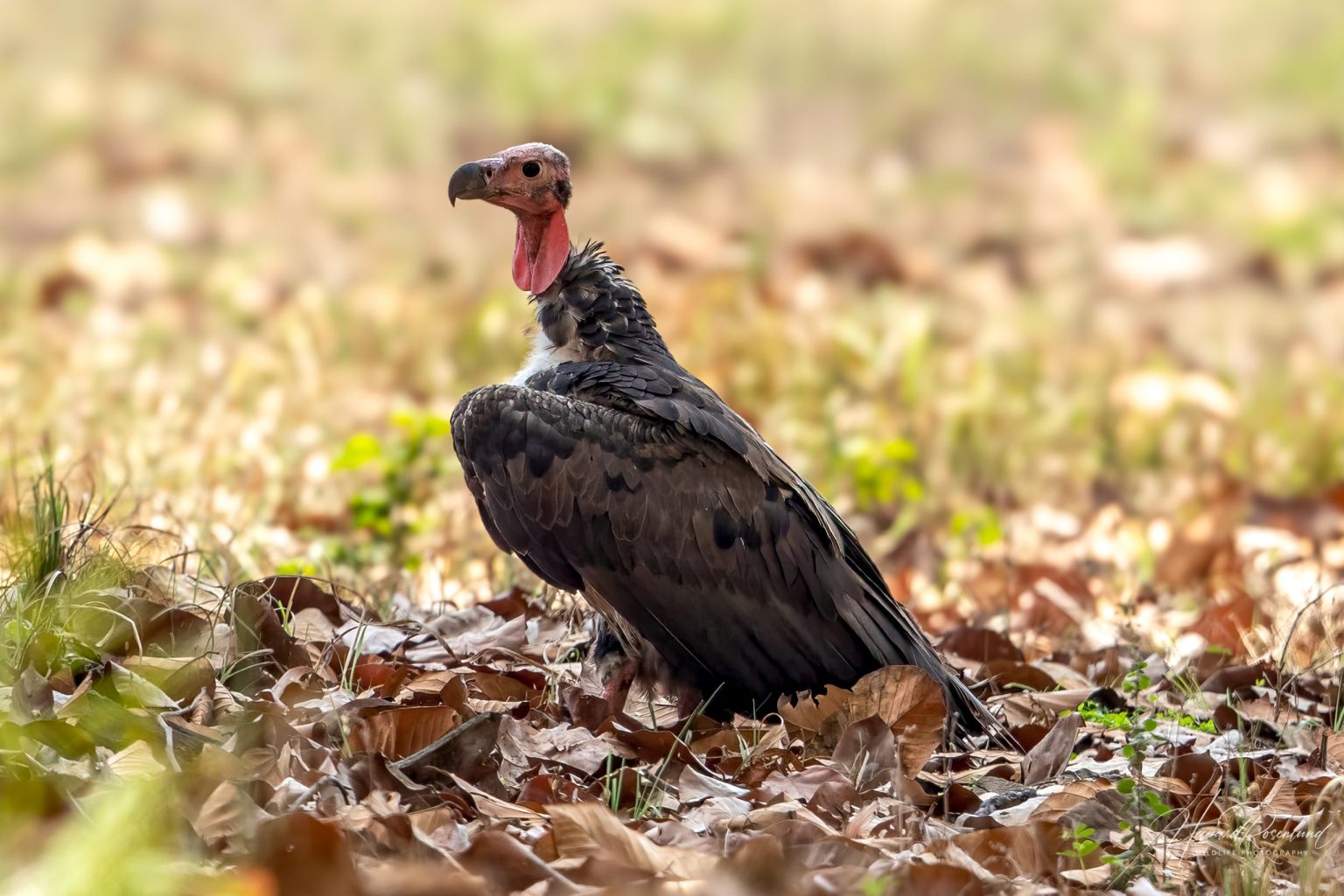 Red-headed Vulture (Sarcogyps calvus) @ Kanha National Park, India. Photo: Håvard Rosenlund