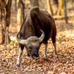 Gaur (Bos gaurus) @ Bandhavgarh National Park, India. Photo: Håvard Rosenlund