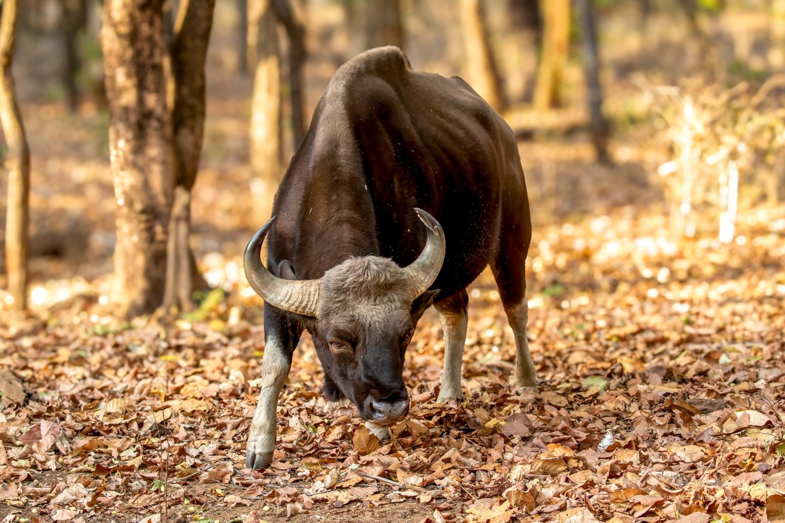 Gaur (Bos gaurus) @ Bandhavgarh National Park, India. Foto: Håvard Rosenlund