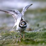 Common Ringed Plover (Charadrius hiaticula) @ Fornebu, Norway. Photo: Håvard Rosenlund