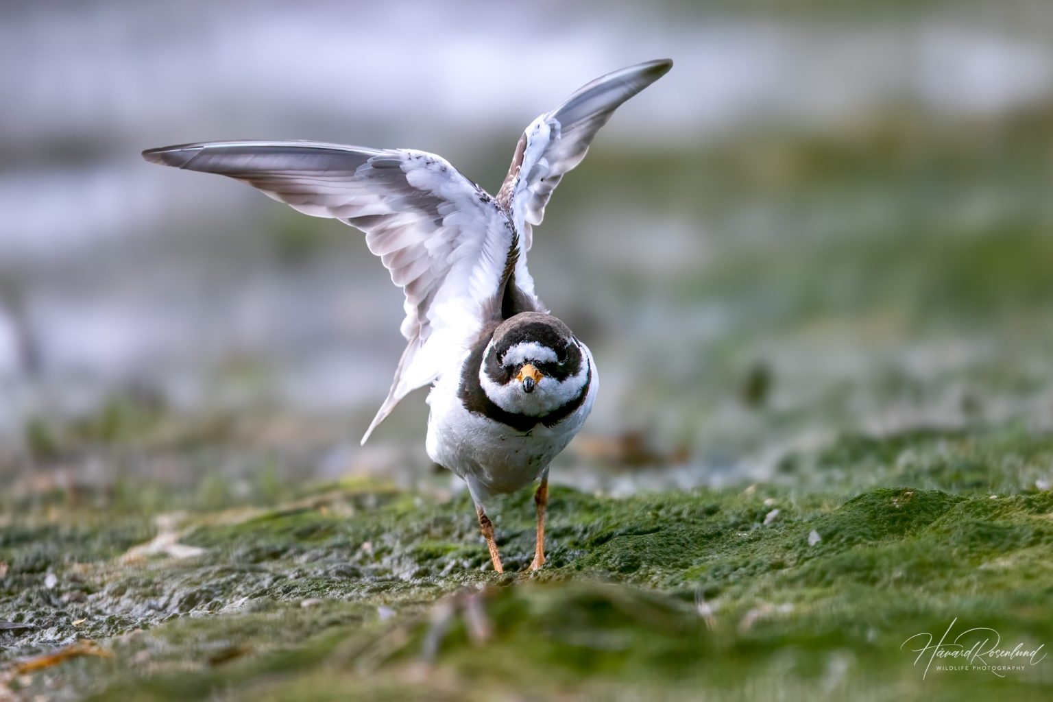 Common Ringed Plover (Charadrius hiaticula) @ Fornebu, Norway. Photo: Håvard Rosenlund