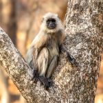 Northern Plains Grey Langur (Semnopithecus entellus) @ Bandhavgarh National Park, India. Photo: Håvard Rosenlund