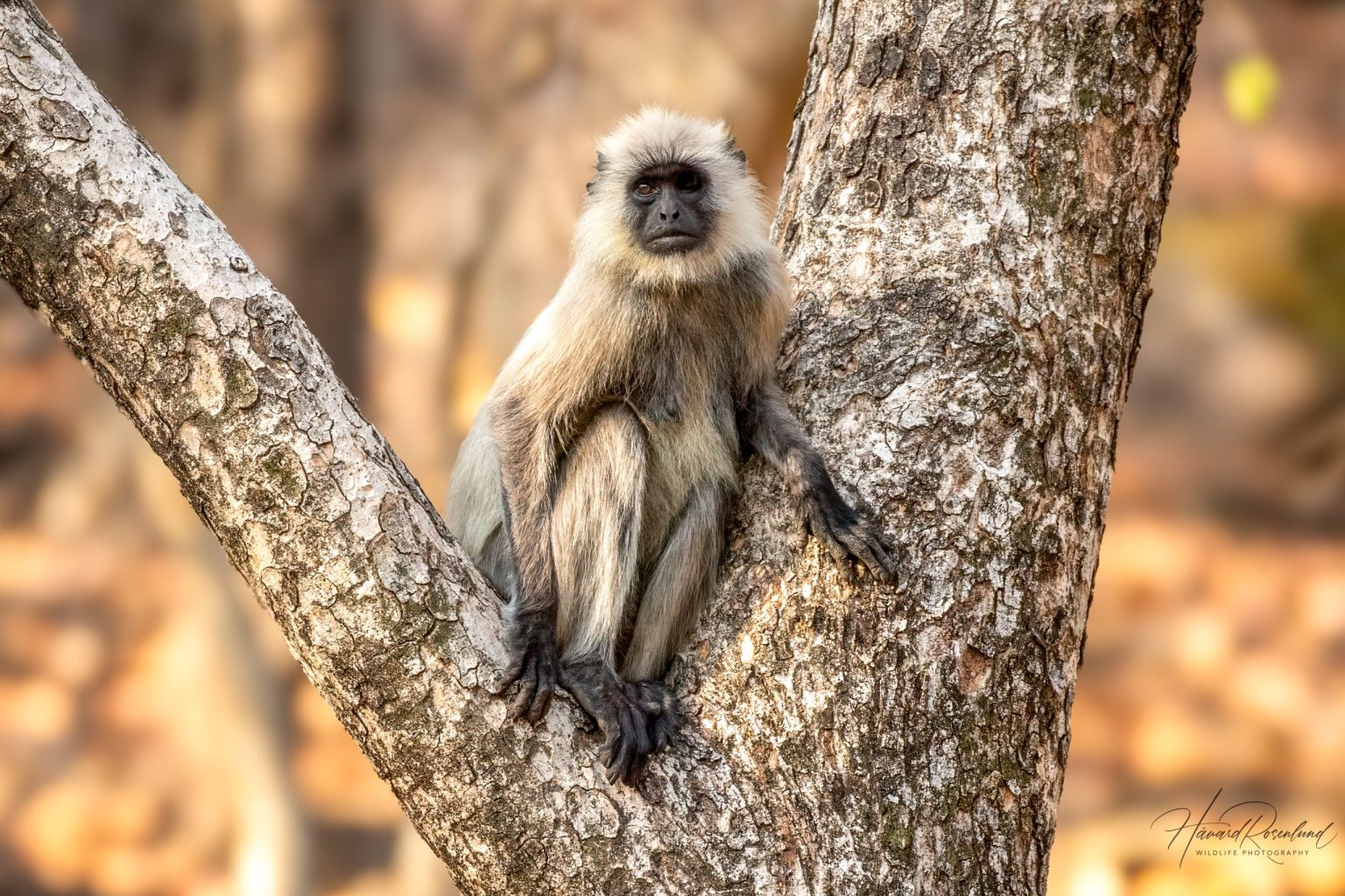 Hulmanlangur (Semnopithecus entellus) @ Bandhavgarh National Park, India. Foto: Håvard Rosenlund