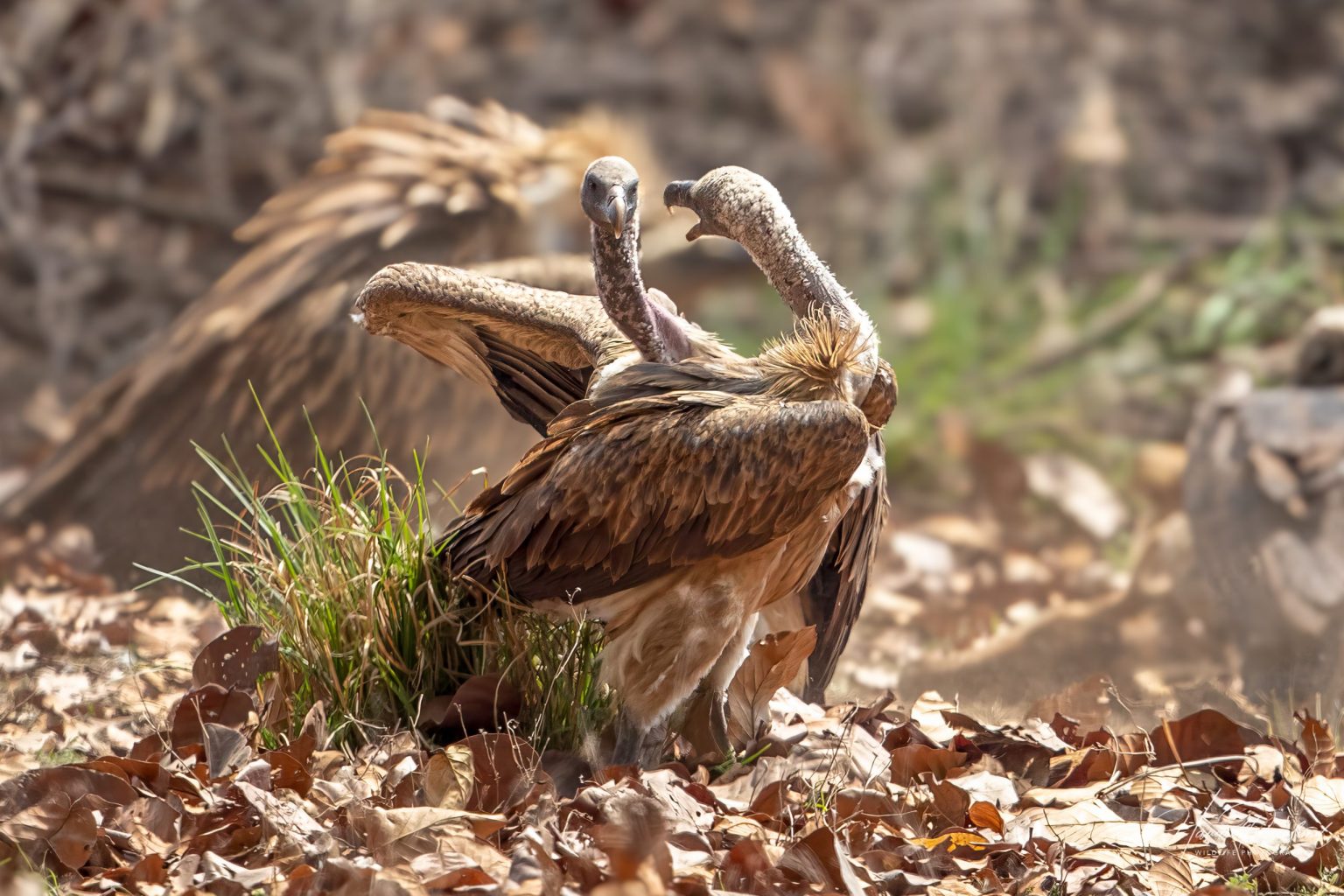 Indian Vulture (Gyps indicus) @ Kanha National Park, India. Photo: Håvard Rosenlund