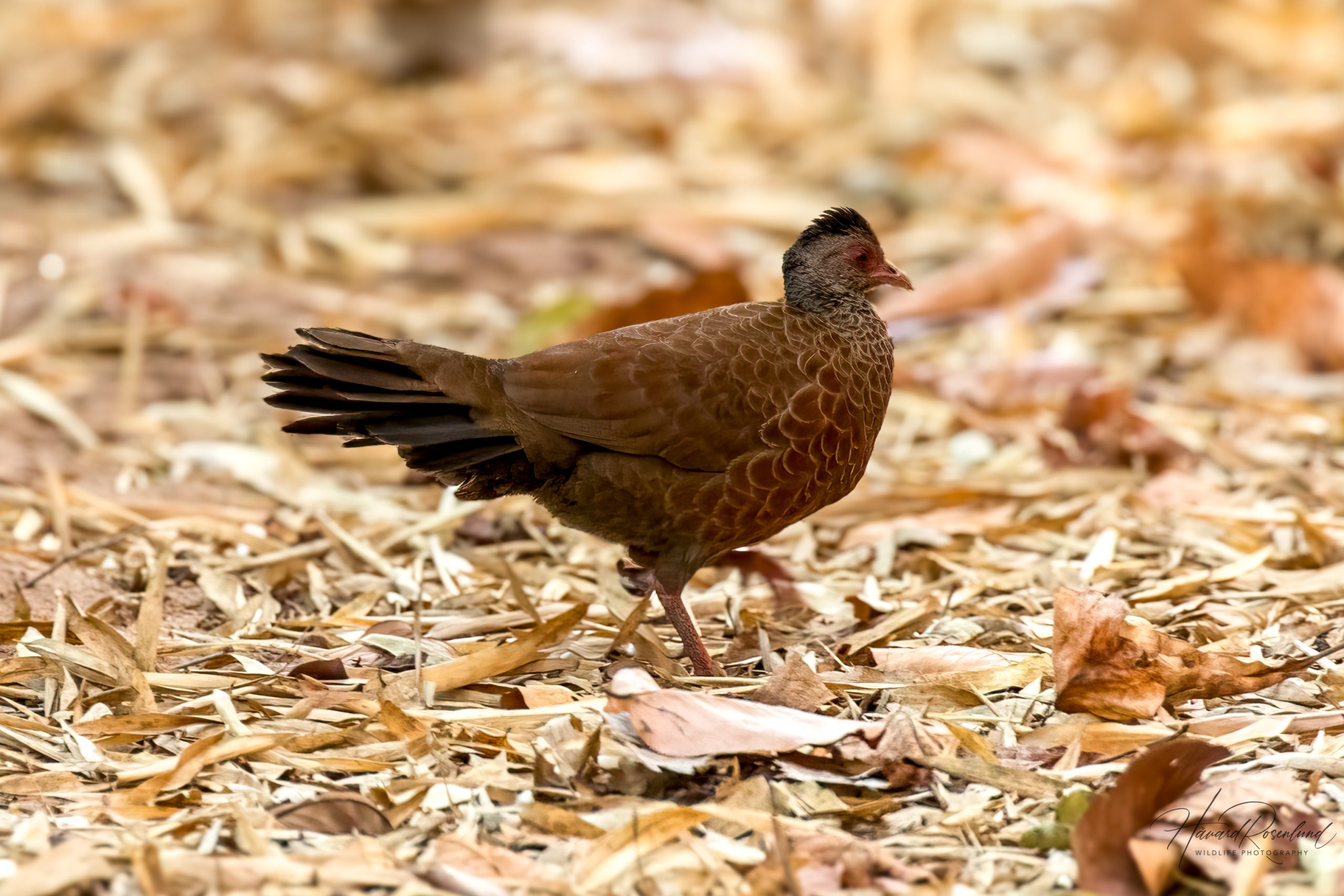 Rødsporehøne (Galloperdix spadicea) @ Bandhavgarh National Park, India. Foto: Håvard Rosenlund