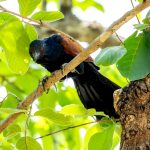 Greater Coucal (Centropus sinensis) @ Kanha National Park, India. Photo: Håvard Rosenlund