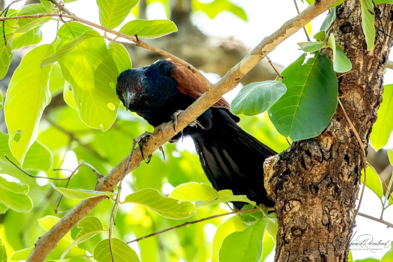 Greater Coucal (Centropus sinensis) @ Kanha National Park, India. Photo: Håvard Rosenlund