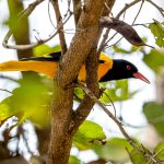 Black-hooded Oriole (Oriolus xanthornus) @ Kanha National Park, India. Photo: Håvard Rosenlund