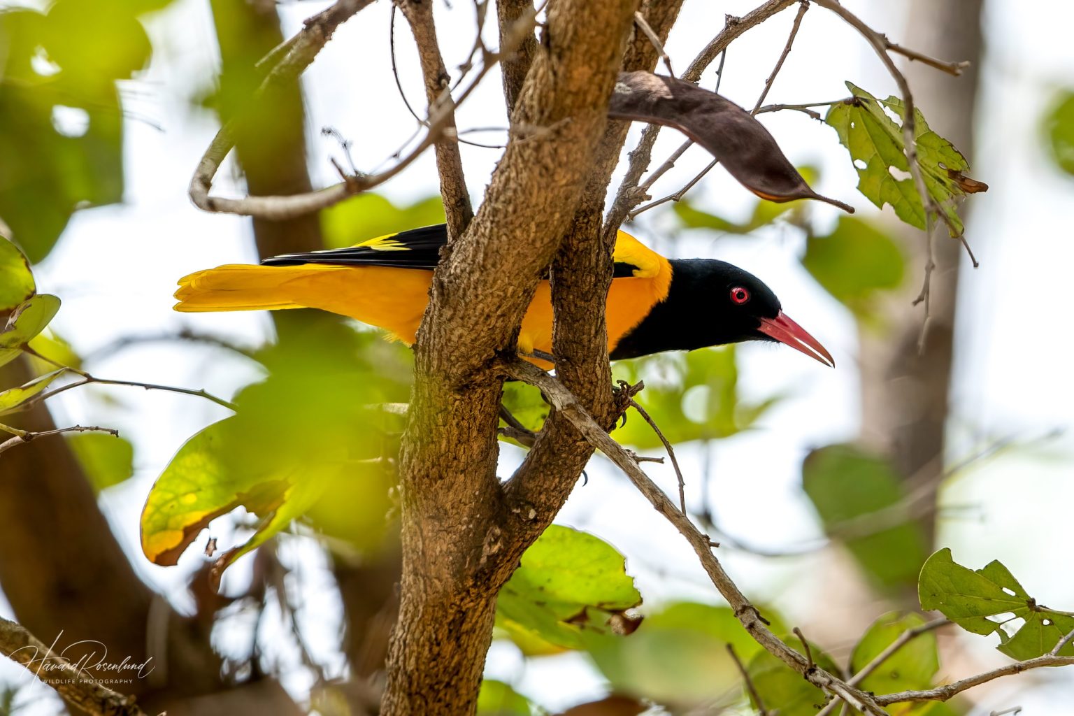 Black-hooded Oriole (Oriolus xanthornus) @ Kanha National Park, India. Photo: Håvard Rosenlund