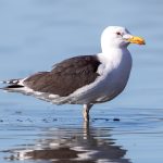 Great Black-backed Gull (Larus marinus) @ Fornebu, Norway. Photo: Håvard Rosenlund