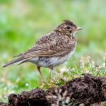 Eurasian Skylark (Alauda arvensis) @ Lista, Norway. Photo: Håvard Rosenlund