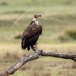 Red-headed Vulture (Sarcogyps calvus) @ Kanha National Park, India. Photo: Håvard Rosenlund