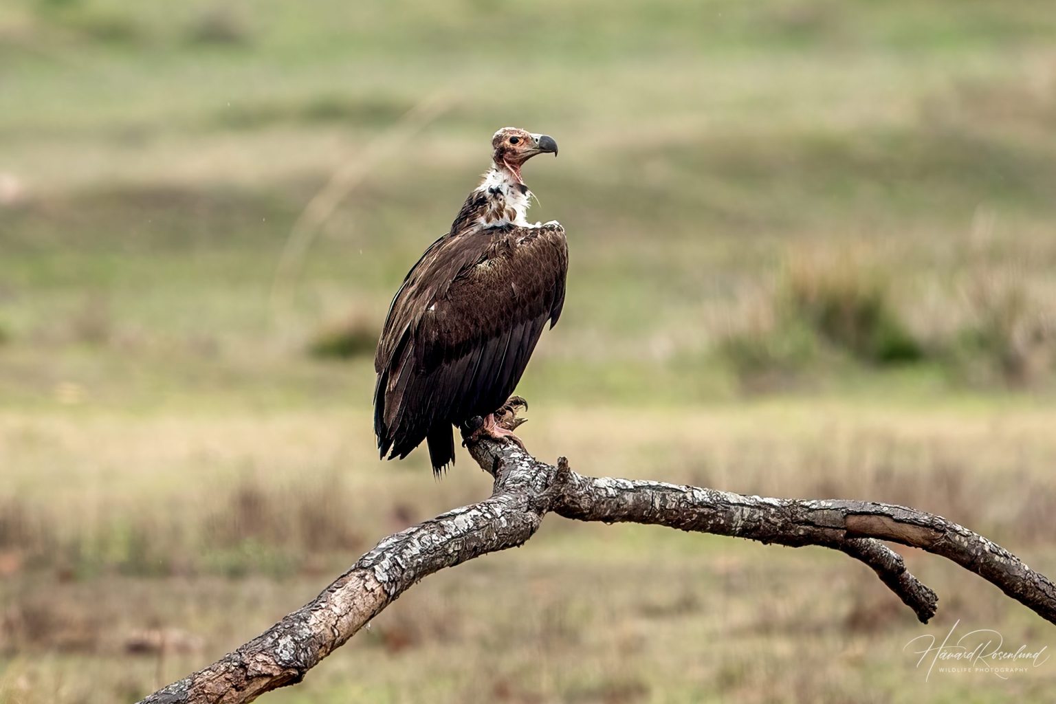 Red-headed Vulture (Sarcogyps calvus) @ Kanha National Park, India. Photo: Håvard Rosenlund