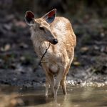 Sambar (Rusa unicolor) @ Bandhavgarh National Park, India. Photo: Håvard Rosenlund