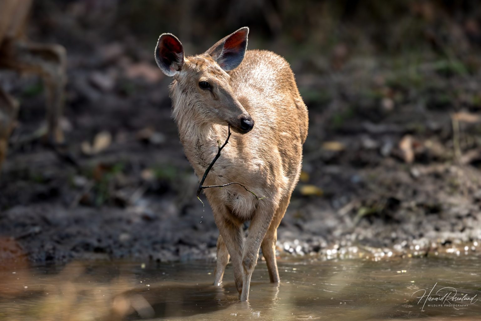 Sambar (Rusa unicolor) @ Bandhavgarh National Park, India. Photo: Håvard Rosenlund