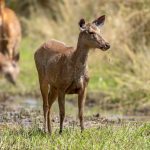 Sambar (Rusa unicolor) @ Bandhavgarh National Park, India. Photo: Håvard Rosenlund