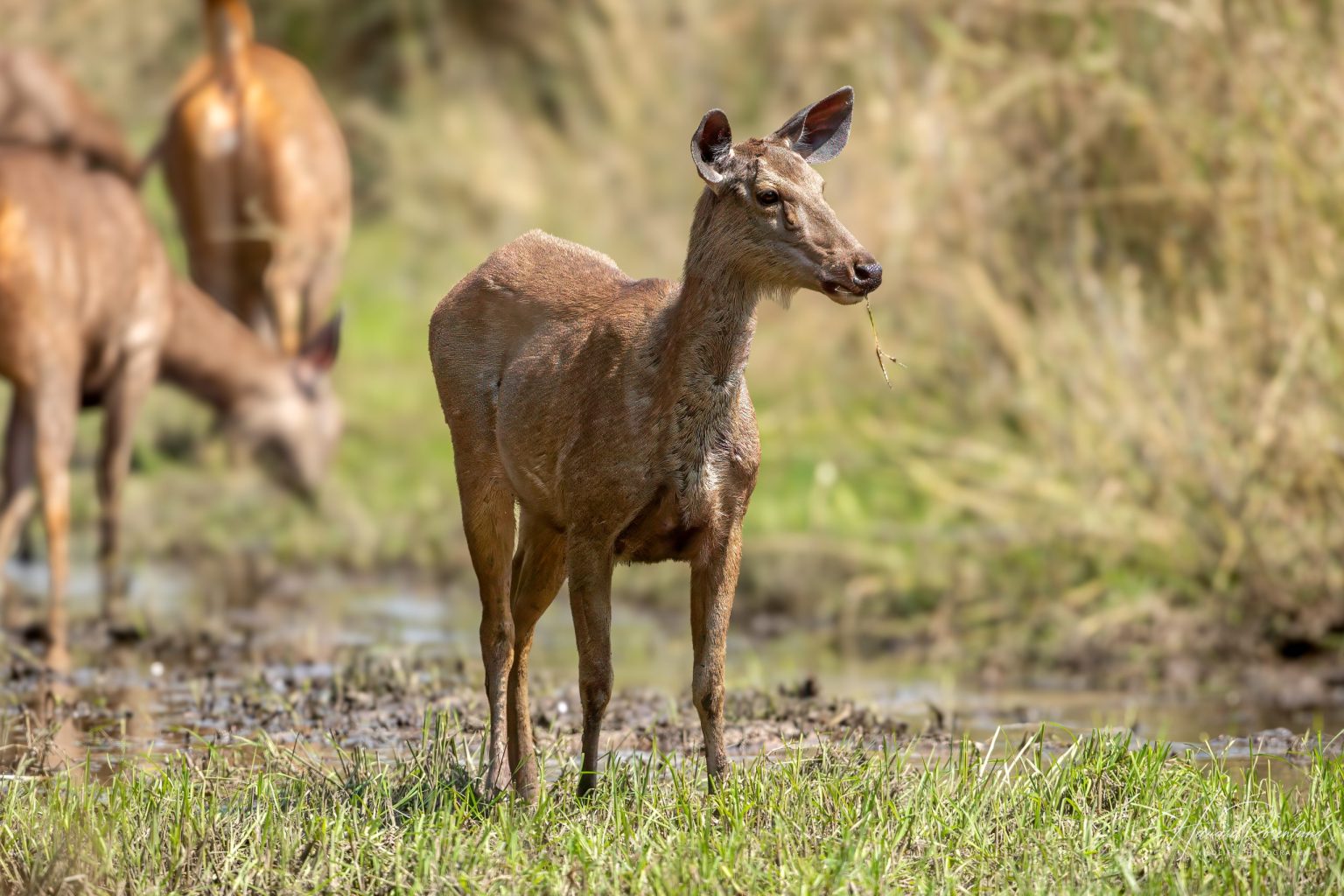 Sambar (Rusa unicolor) @ Bandhavgarh National Park, India. Foto: Håvard Rosenlund