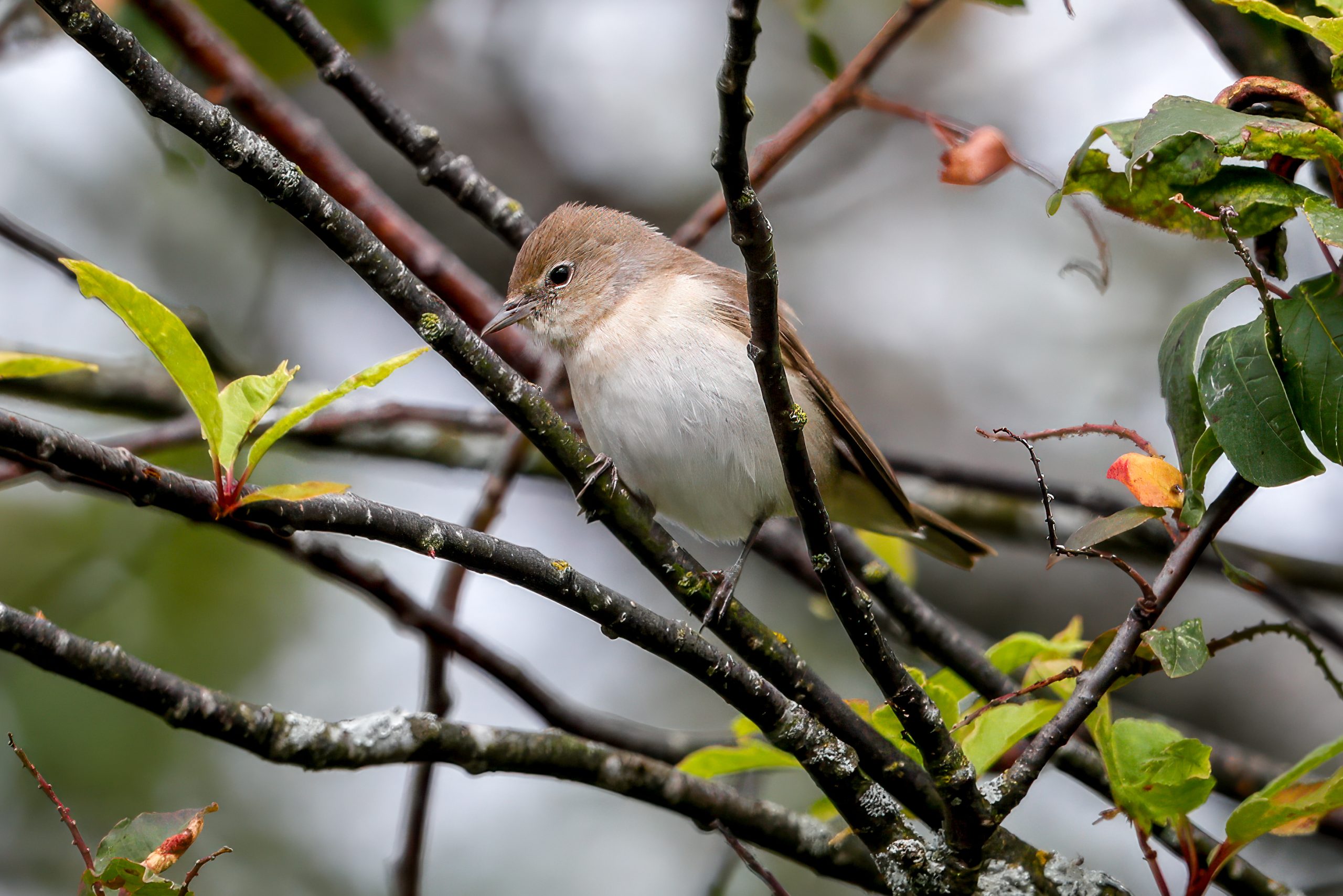 Garden Warbler (Sylvia borin) @ Østensjøvannet, Oslo, Norway. Photo: Håvard Rosenlund