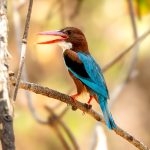 White-throated Kingfisher (Halcyon smyrnensis) @ Satpura National Park, India. Photo: Håvard Rosenlund