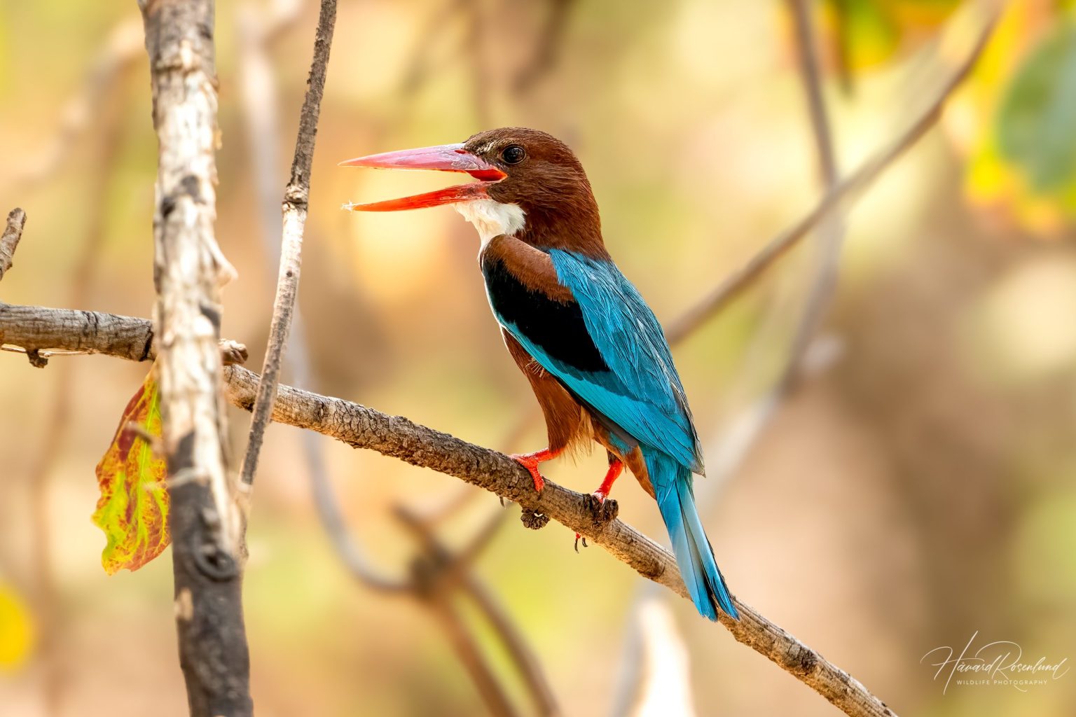 Kastanjeisfugl (Halcyon smyrnensis) @ Satpura National Park, India. Foto: Håvard Rosenlund