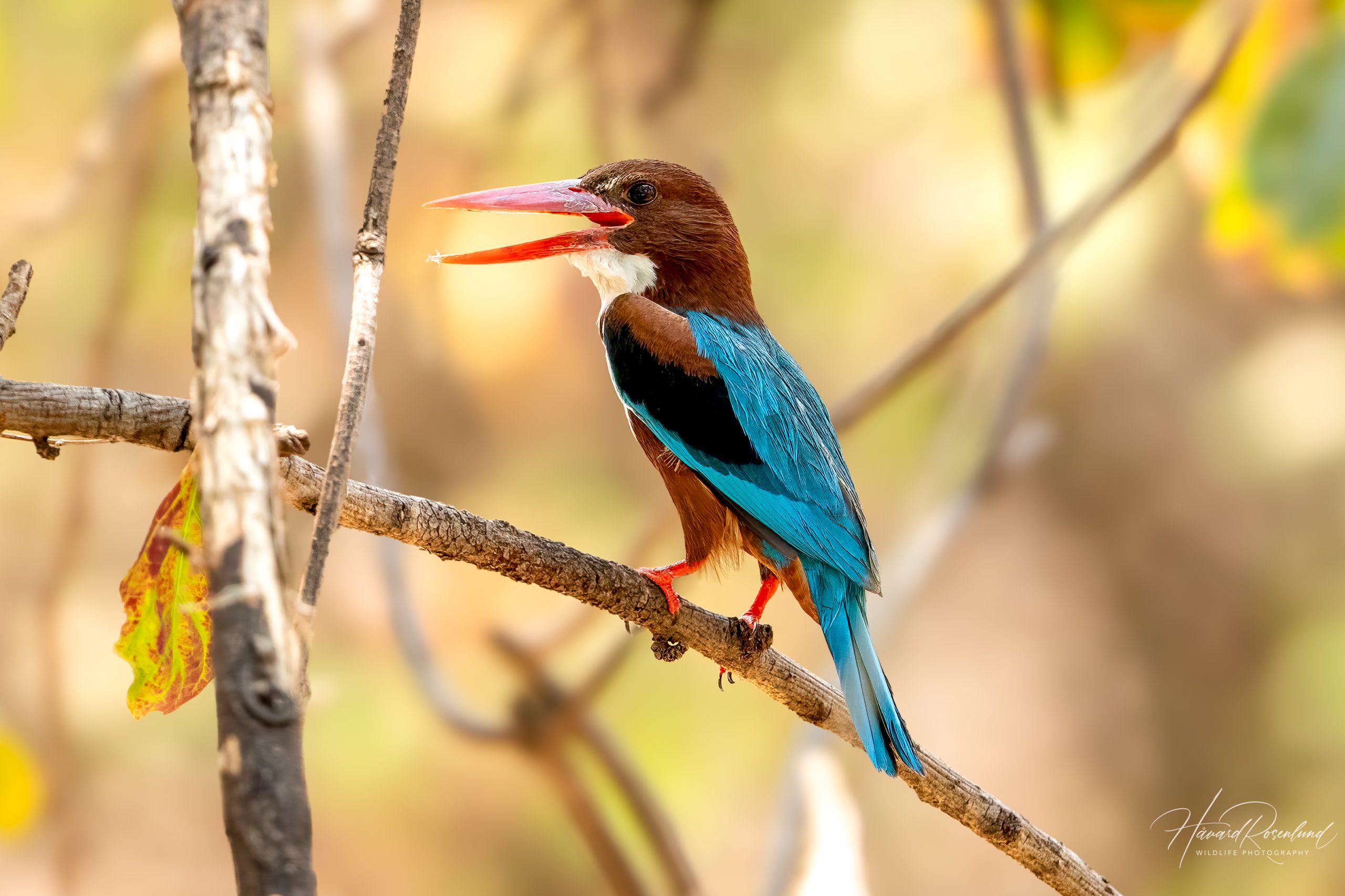 Kastanjeisfugl (Halcyon smyrnensis) @ Satpura National Park, India. Foto: Håvard Rosenlund