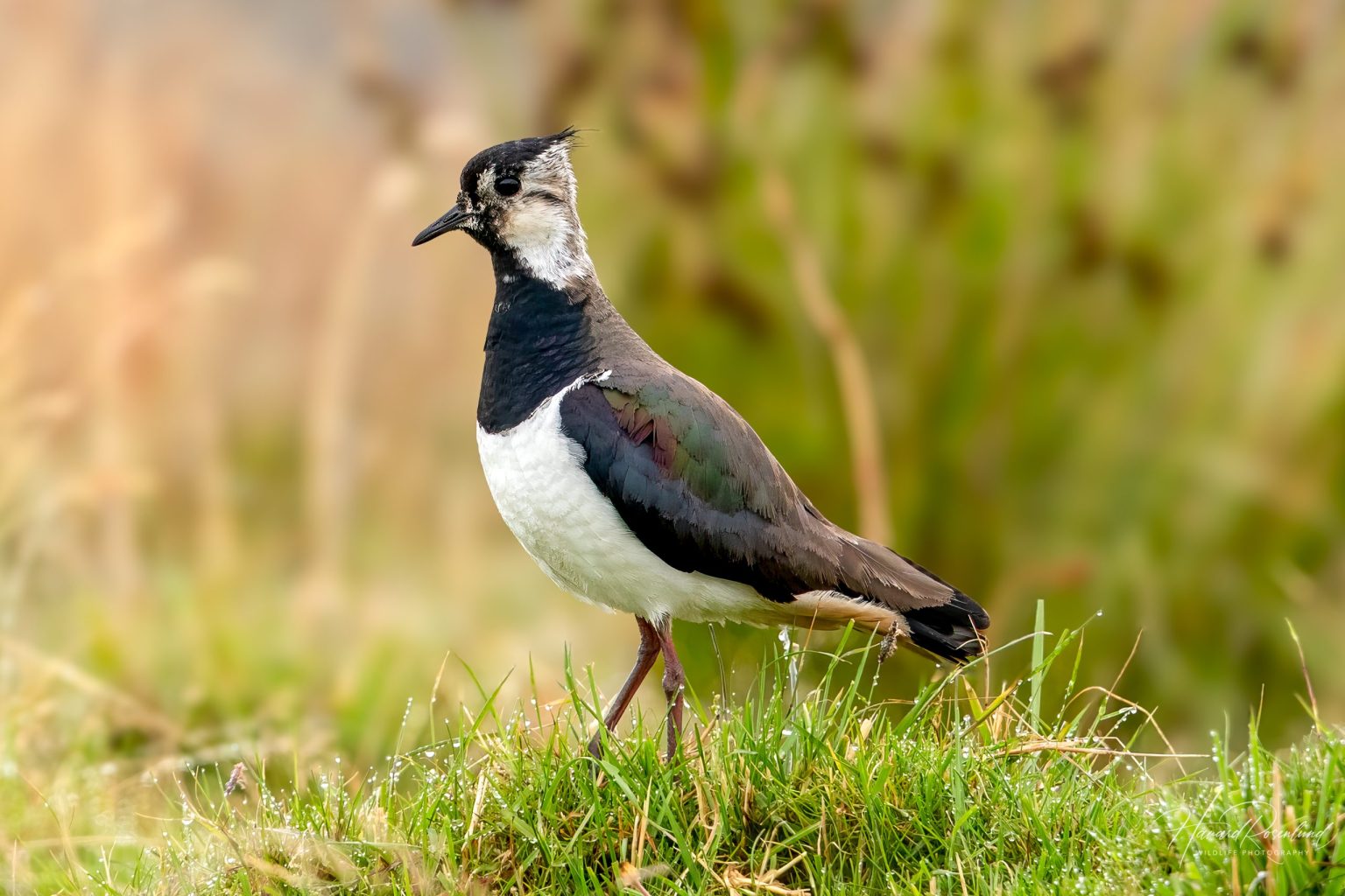 Northern Lapwing (Vanellus vanellus) @ Lista, Norway. Photo: Håvard Rosenlund