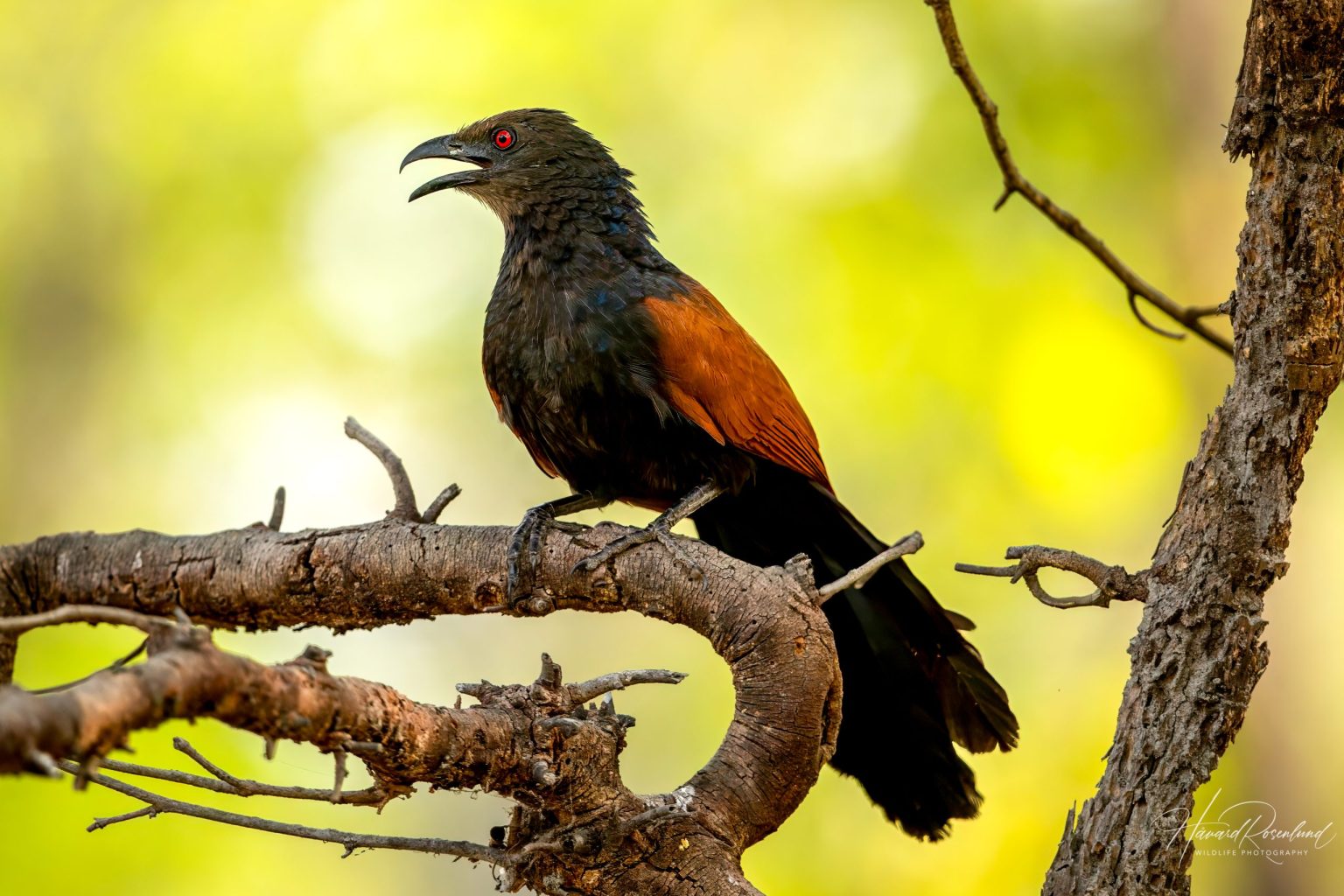 Orientsporegjøk (Centropus sinensis) @ Bandhavgarh National Park, India. Foto: Håvard Rosenlund