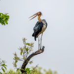 Lesser Adjutant (Leptoptilos javanicus) @ Bandhavgarh National Park, India. Photo: Håvard Rosenlund