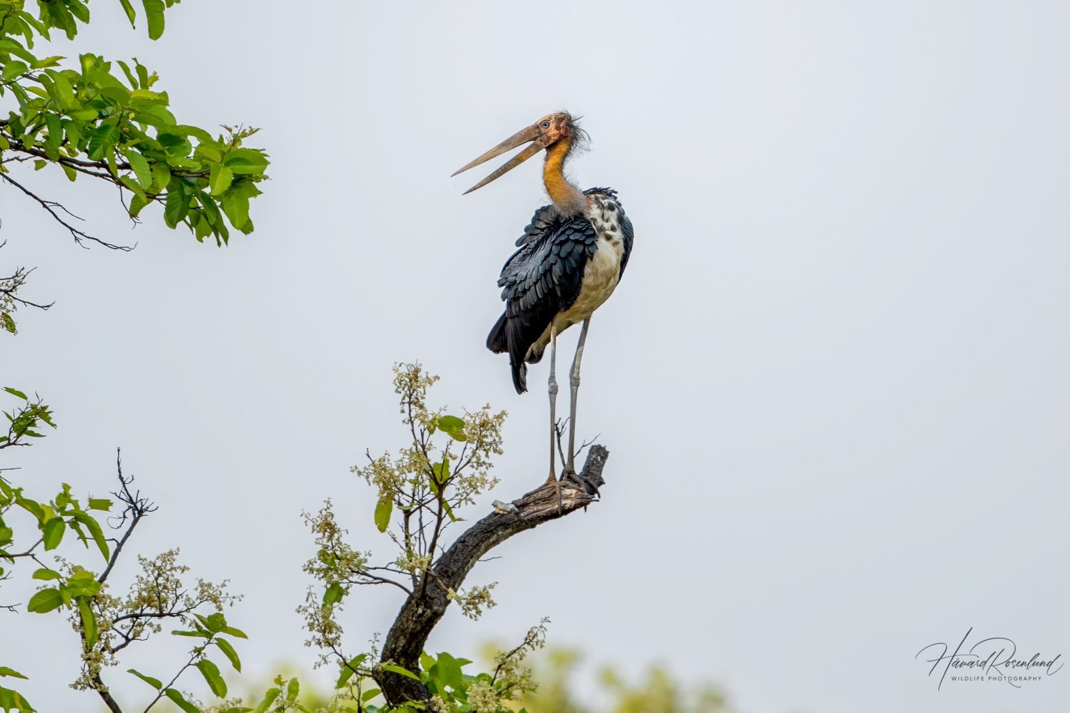 Lesser Adjutant (Leptoptilos javanicus) @ Bandhavgarh National Park, India. Photo: Håvard Rosenlund