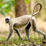 Northern Plains Grey Langur (Semnopithecus entellus) @ Kanha National Park, India. Photo: Håvard Rosenlund