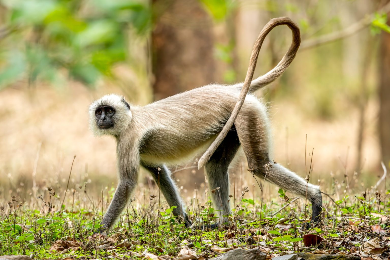 Hulmanlangur (Semnopithecus entellus) @ Kanha National Park, India. Foto: Håvard Rosenlund