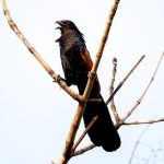 Greater Coucal (Centropus sinensis) @ Satpura National Park, India. Photo: Håvard Rosenlund